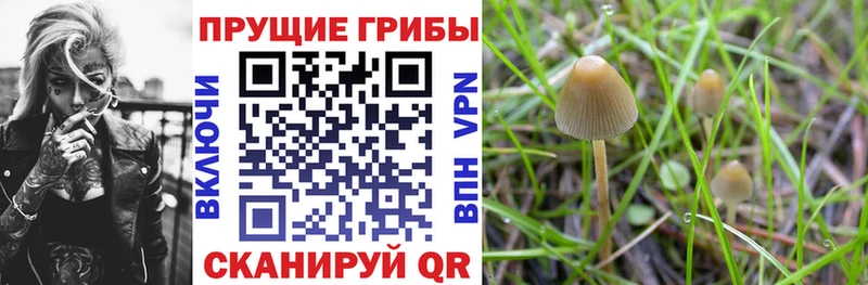 наркошоп  Брюховецкая  Псилоцибиновые грибы Magic Shrooms 